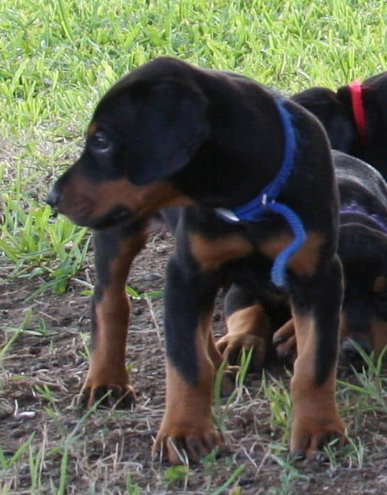 Doberman puppy