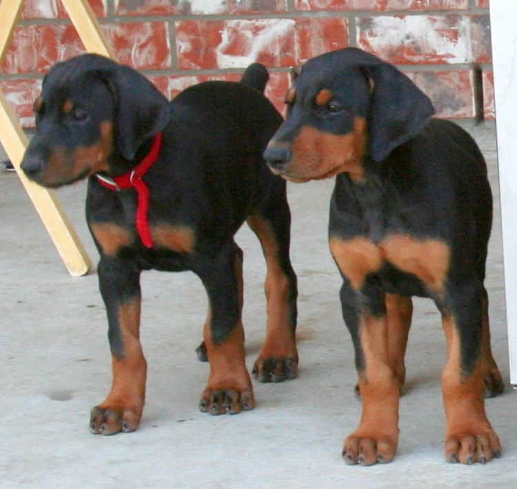 dobie puppies