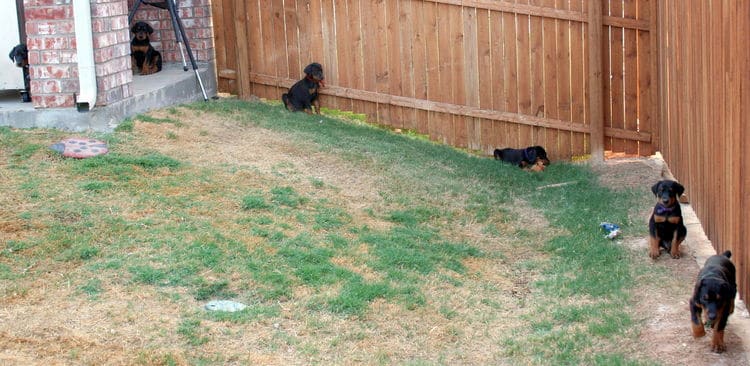 dobie puppies