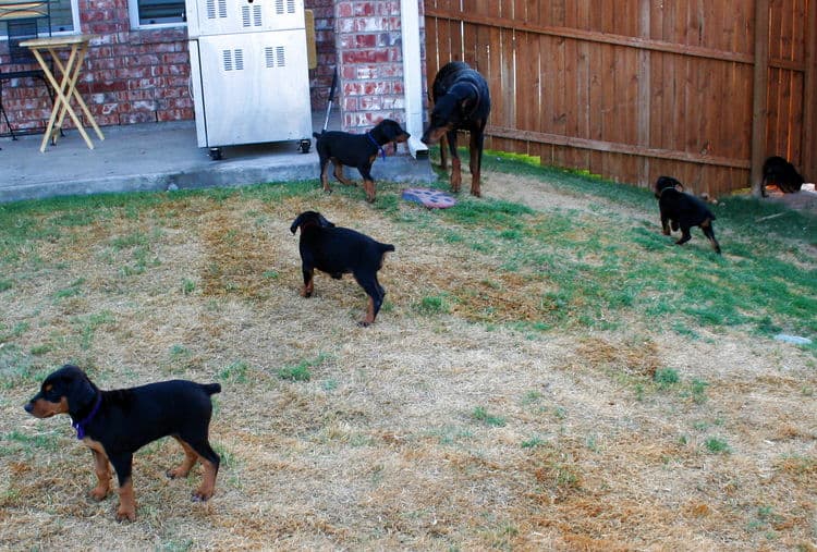 dobie puppies