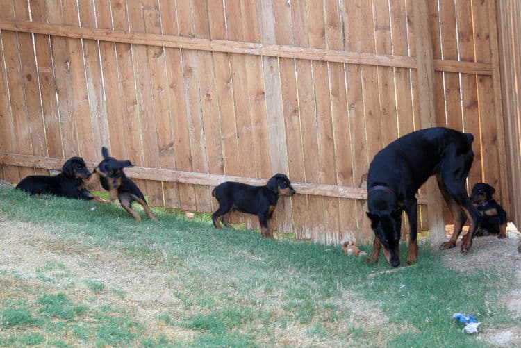 dobie puppies