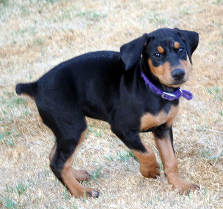 Doberman puppy