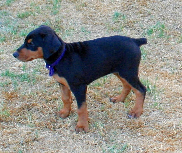 doberman pup