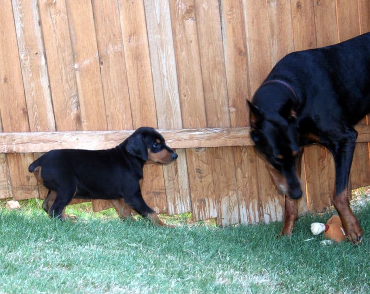 doberman pup