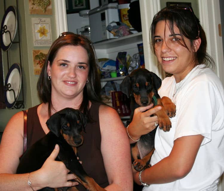 doberman puppies