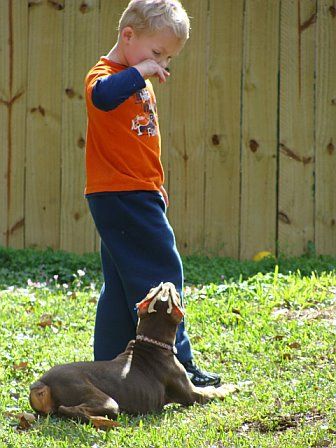 red and rust female doberman pup