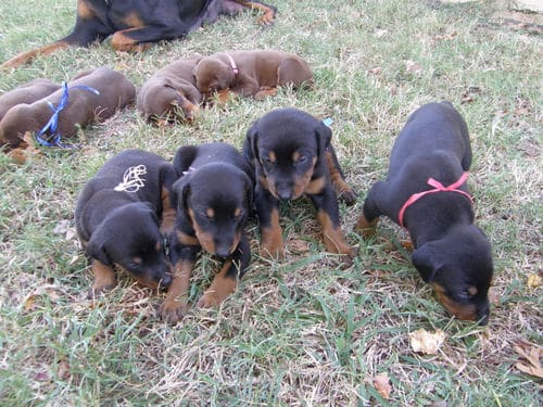 doberman puppies, reds and blacks