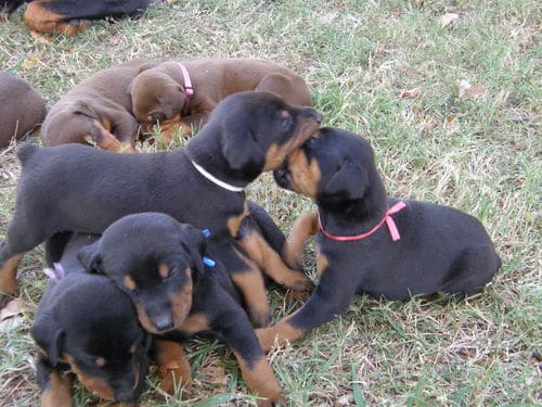 doberman puppies, reds and blacks