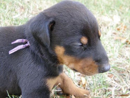 doberman puppies, black male