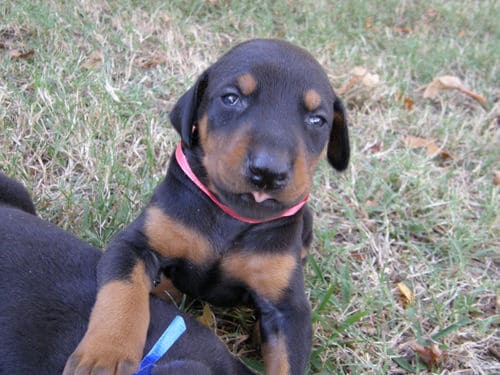 doberman puppies, black male