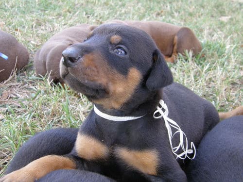 doberman puppies, black male