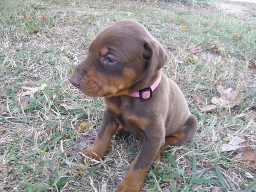 red and rust female doberman pup