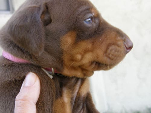 red and rust female doberman pup