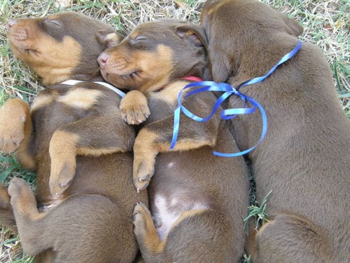 doberman puppies, reds