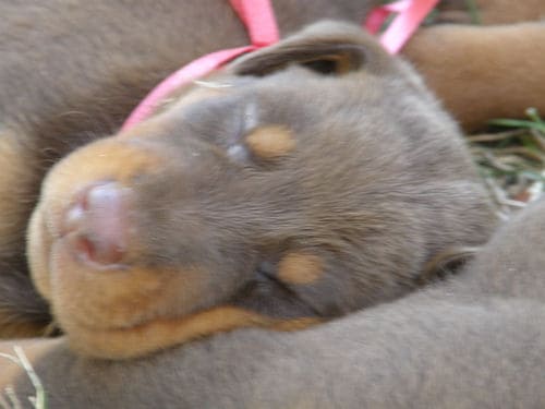 doberman puppies, red males