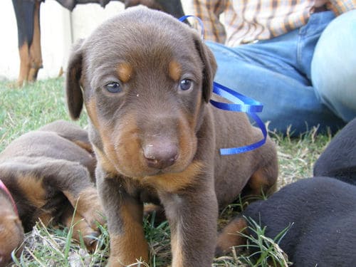 doberman puppies, reds and blacks