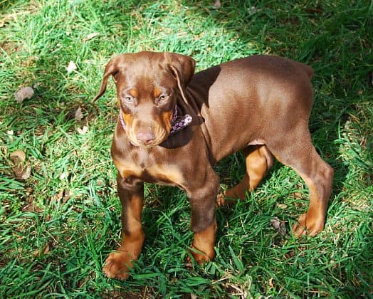 red rust girl dobe pup