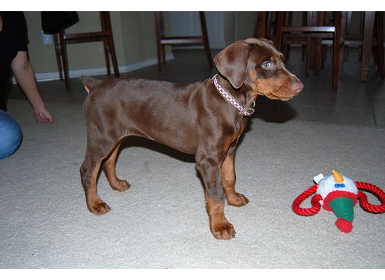 red dobie girl