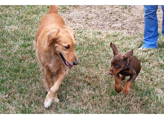 red dobie girl with new buddy