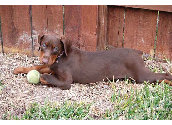 red dobie girl