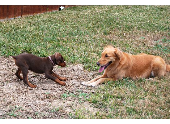 red dobie girl with new buddy