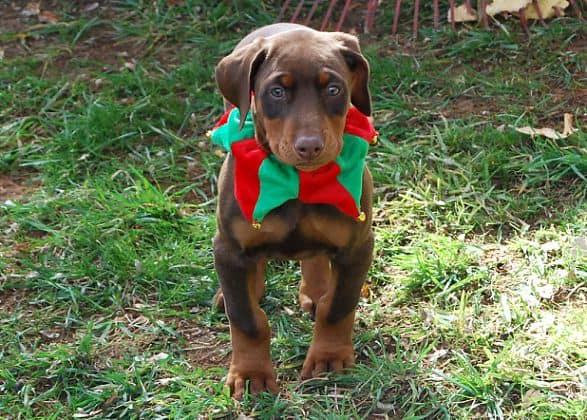 red rust girl dobe pup