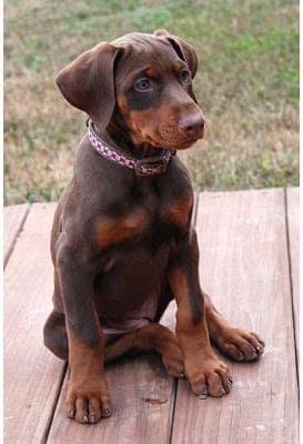 red dobie girl