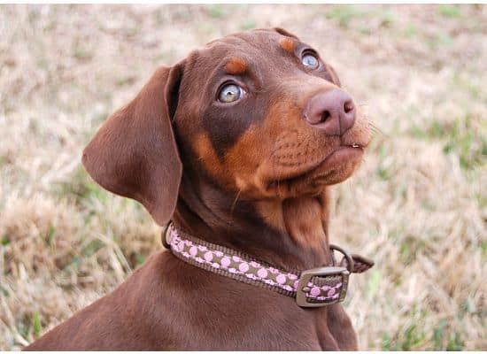 red dobie girl