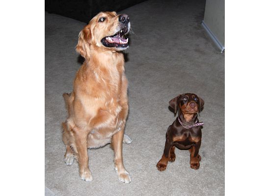 red dobie girl with new buddy