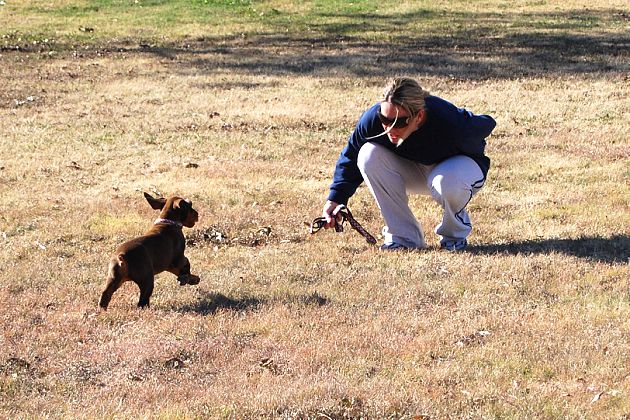 red rust girl dobe pup