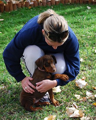 red rust girl dobe pup