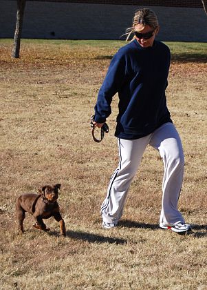 red rust girl dobe pup