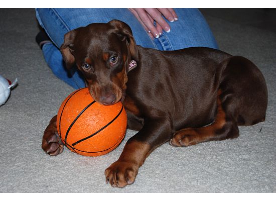 red dobie girl