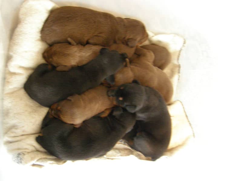 doberman puppies, reds and blacks