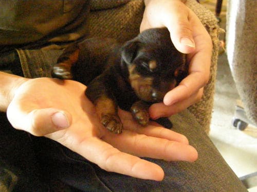 doberman puppies, reds and blacks