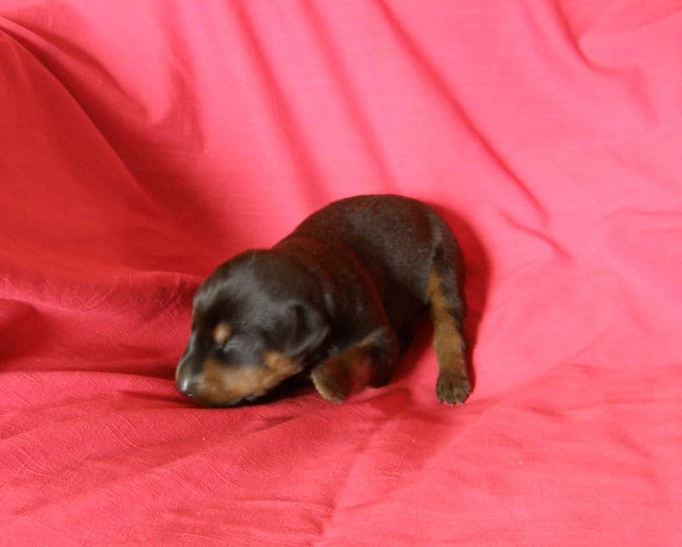 black and rust week old doberman puppy