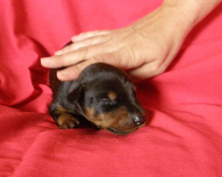 black and rust week old doberman puppy