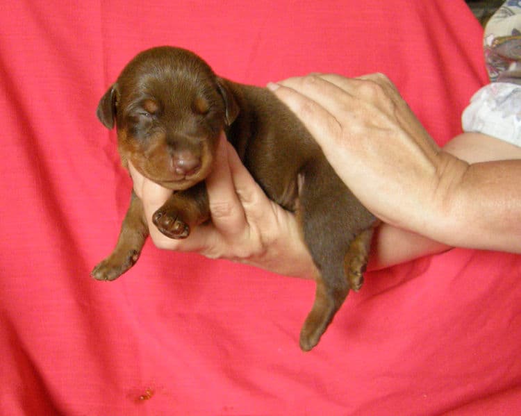 red and rust week old doberman puppy