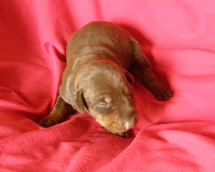 red and rust week old doberman puppy