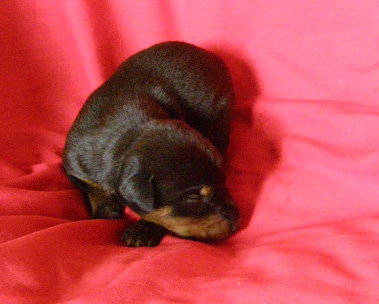 black and rust week old doberman puppy