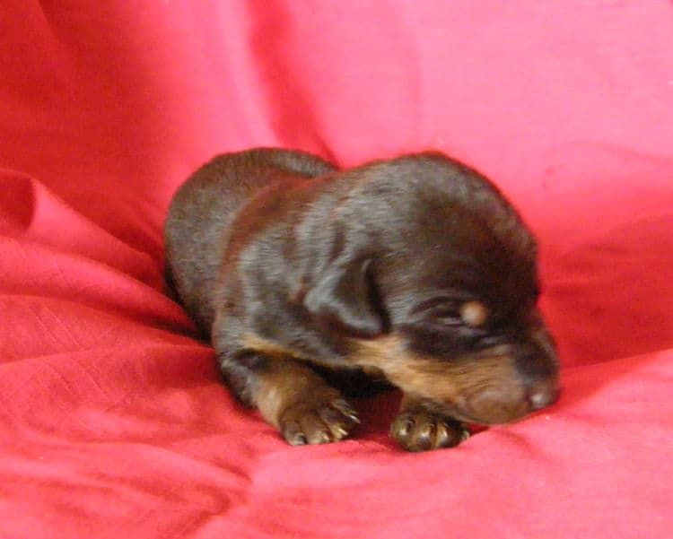 black and rust week old doberman puppy