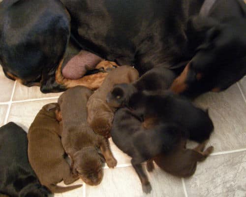 doberman puppies, reds and blacks