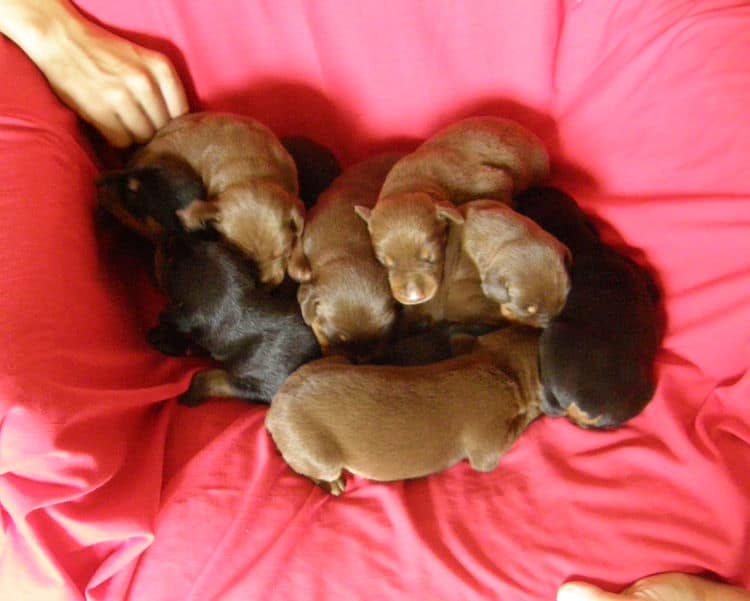 doberman puppies, reds and blacks