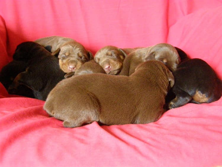 doberman puppies, reds and blacks