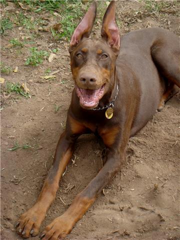 red and rust female doberman