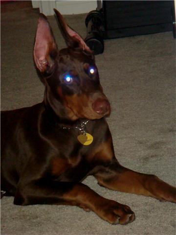 red and rust female doberman