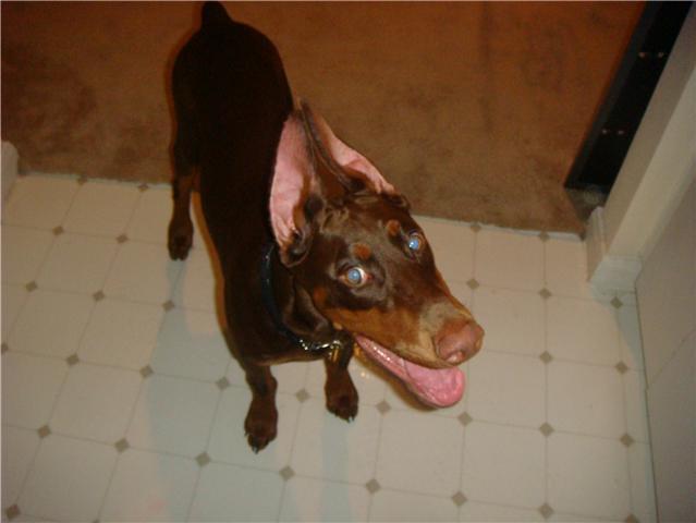 red and rust female doberman