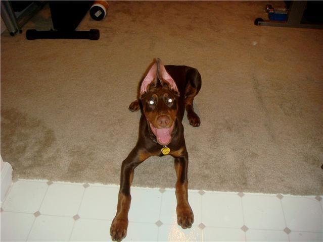 red and rust female doberman