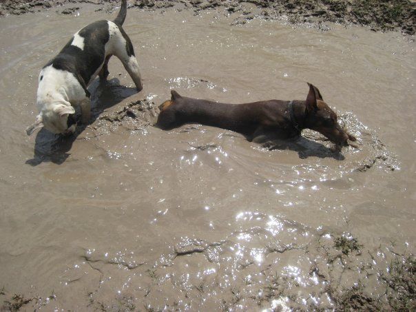 red and rust female doberman