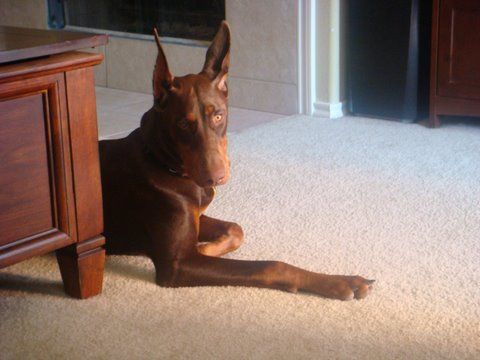 red and rust female doberman